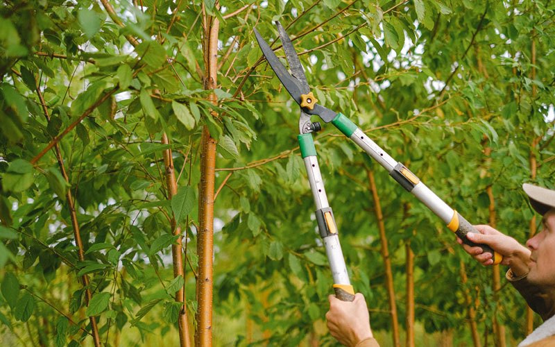 Tree trimming in Campbellton, FL